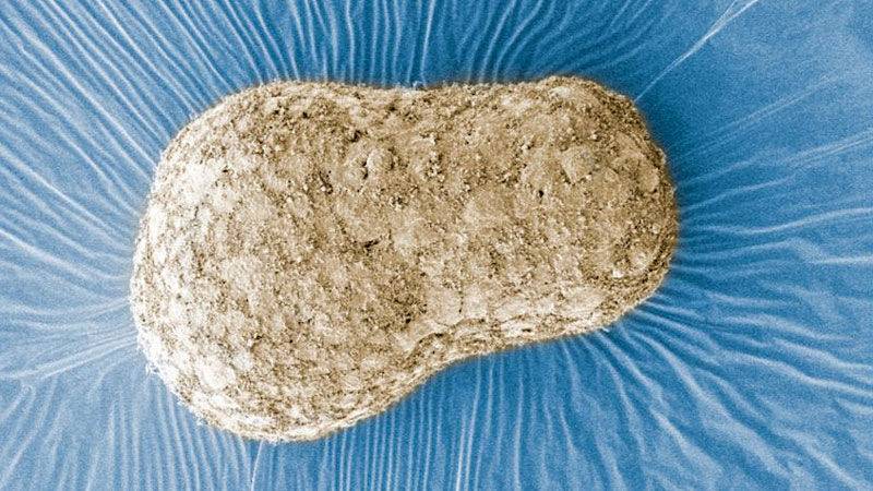 Balls of cells mimic an unseen stage of human embryo development - sciencemag.org