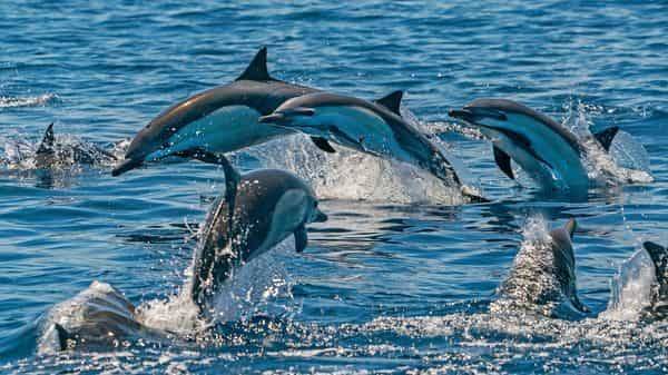 Opinion | Don’t let fake news steal the habitat of our dolphins - livemint.com - India - city Mumbai