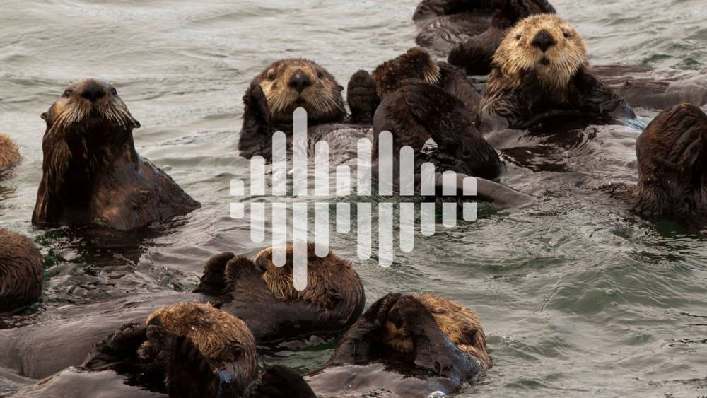 The facts on COVID-19 contact tracing apps, and benefits of returning sea otters to the wild - sciencemag.org - Britain - city Vancouver - Columbia