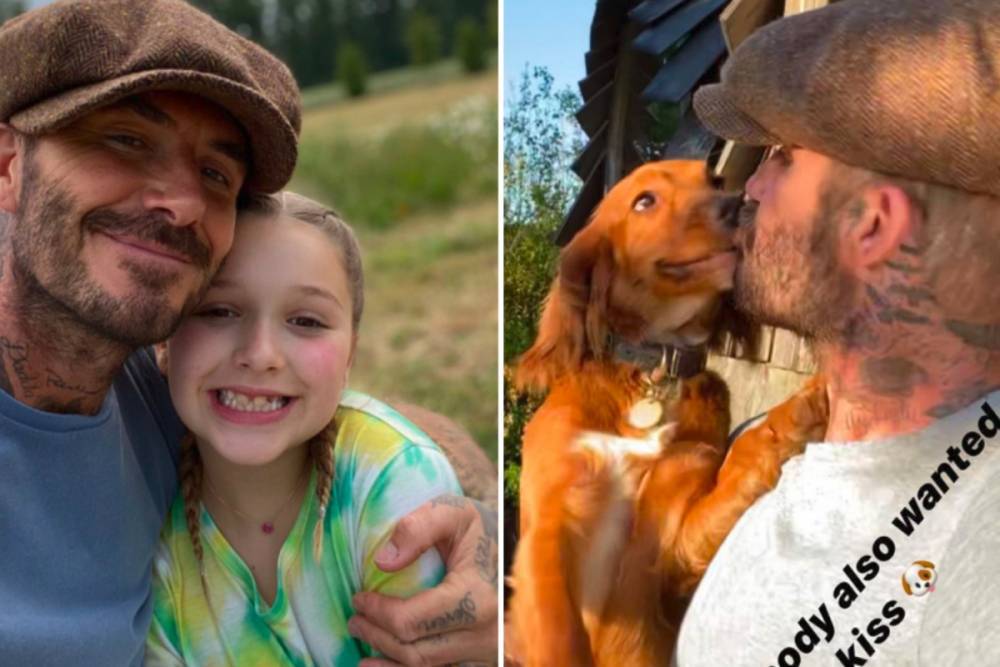 David Beckham - David Beckham shares adorable new picture of cuddles with Harper and kisses with his dogs on a walk in the Cotswolds - thesun.co.uk