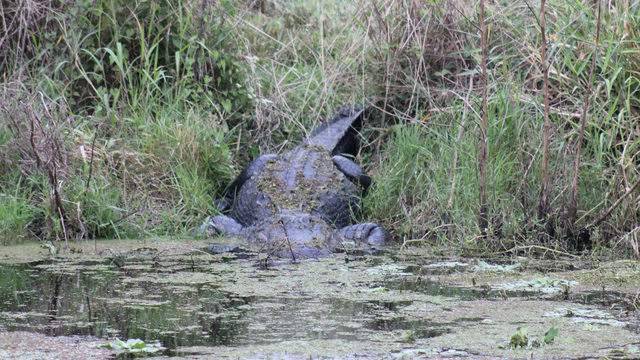 Lake Apopka Wildlife Drive to reopen to vehicles Friday - clickorlando.com - state Florida - St. Johns