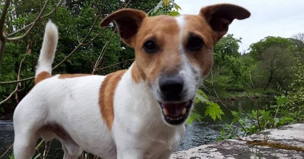 Jack Russell - Mossblown owner 'lucky to be alive' after B742 hit-and-run driver kills dog - dailyrecord.co.uk