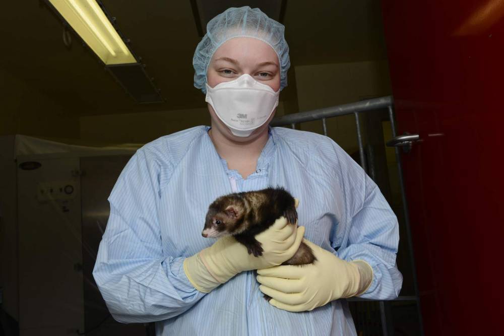 Monkeys, ferrets offer needed clues in COVID-19 vaccine race - clickorlando.com - state North Carolina - county Hill