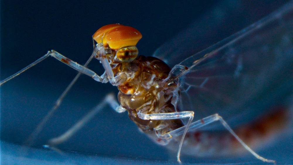 Insect wings evolved from legs, mayfly genome suggests - sciencemag.org