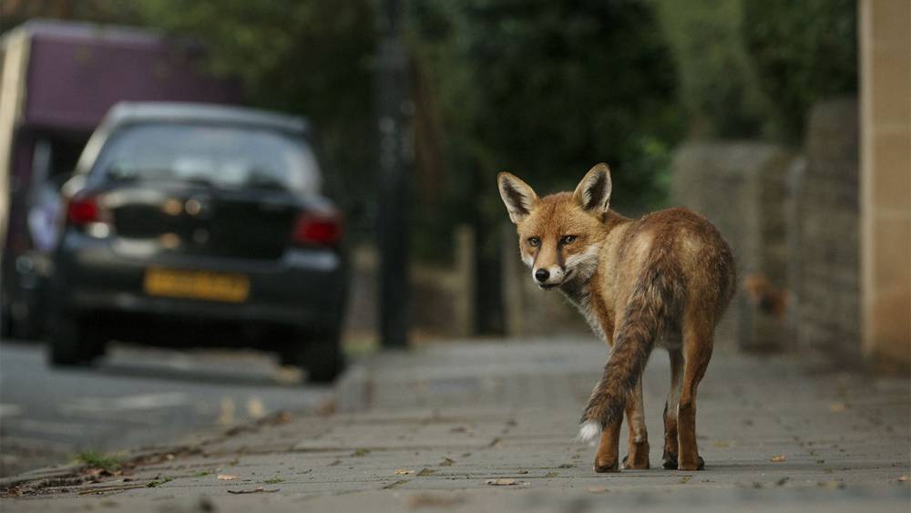 Urban foxes may be self-domesticating in our midst - sciencemag.org - Britain - state Virginia - city Louisville