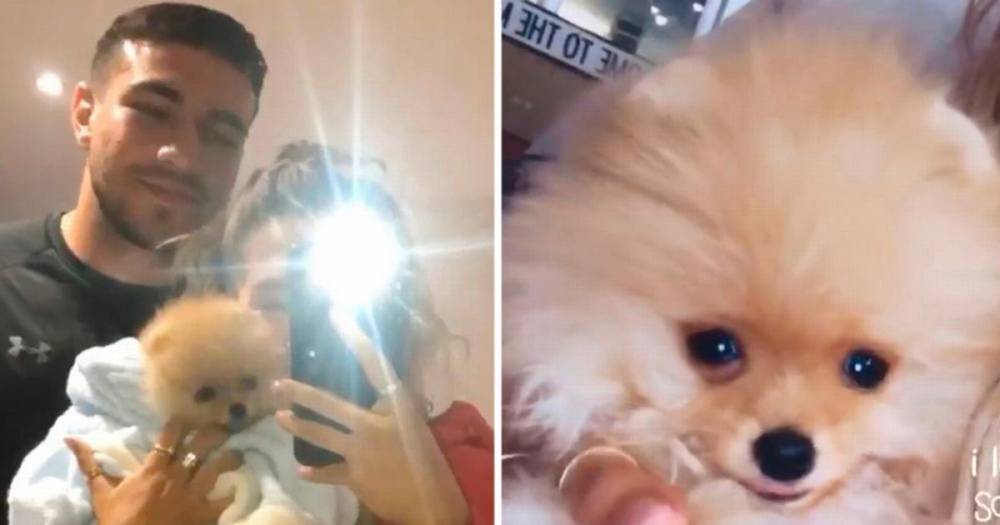 Molly-Mae Hague - Tommy Fury and Molly-Mae Hague's puppy dies a week after they bought it from Russia - manchestereveningnews.co.uk - Russia - city Hague