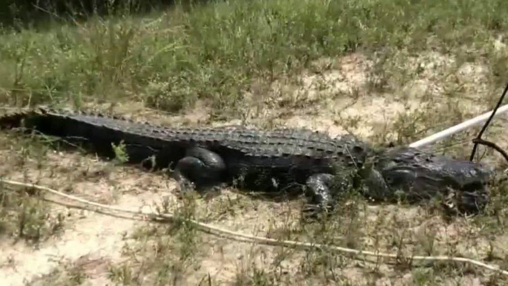 10-foot alligator attacks Florida teen walking near pond - clickorlando.com - state Florida - county Charlotte