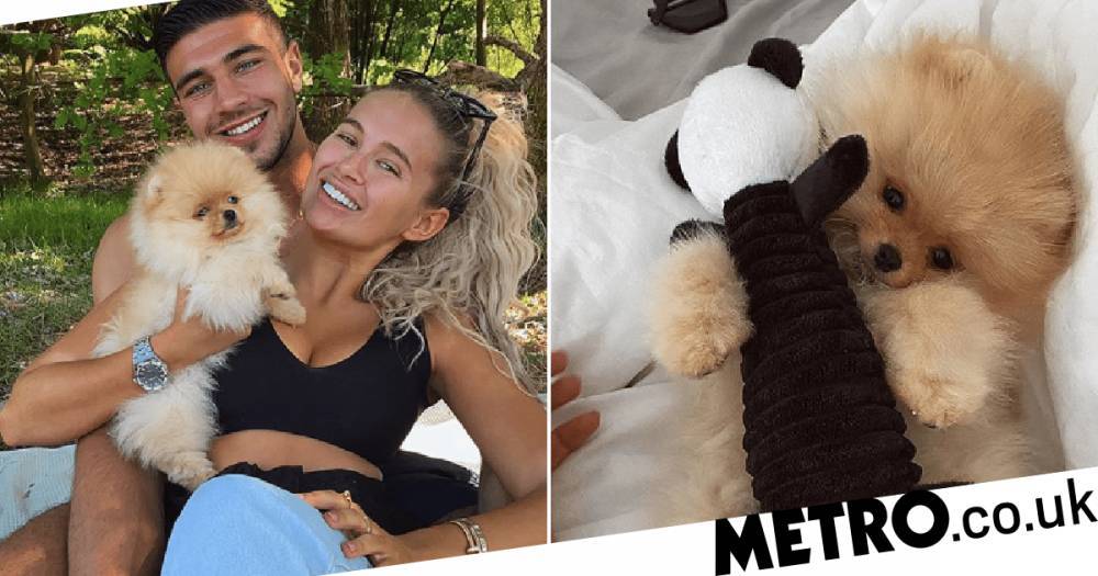 Molly-Mae Hague - Tommy Fury - Elena Katerova - Tiffany Puppies - Breeder who sold Tommy Fury dog insists he was healthy as Mr Chai dies days after being taken home - metro.co.uk - Russia - city Hague