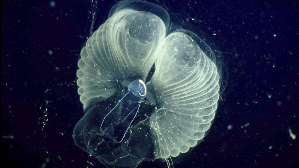 Scientists learn how tiny critters make ocean 'snot palaces' - clickorlando.com - county Bay - county Monterey