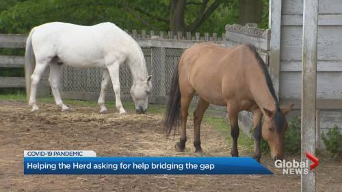 Help the Herd donation program to feed, care for horses during COVID-19 - globalnews.ca