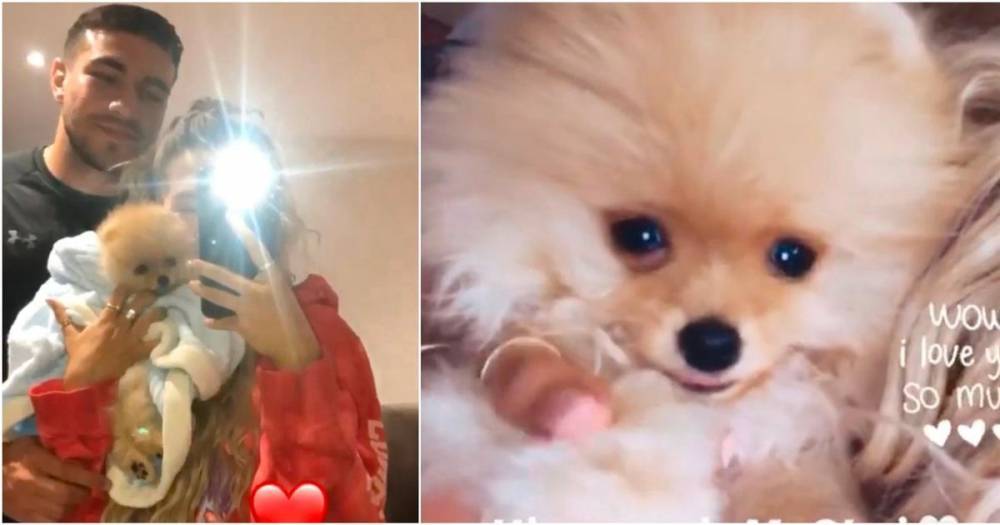 Tommy Fury - Mae Hague - Lucy's Law founder demands investigation into death of Molly-Mae Hague and Tommy Fury's puppy - manchestereveningnews.co.uk - Britain - Russia - city Hague