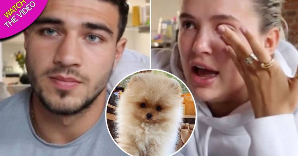 Molly-Mae Hague - Tommy Fury - Tearful Molly-Mae Hague and Tommy Fury hit back at criticism over puppy and reveal autopsy results - manchestereveningnews.co.uk - Russia - city Hague