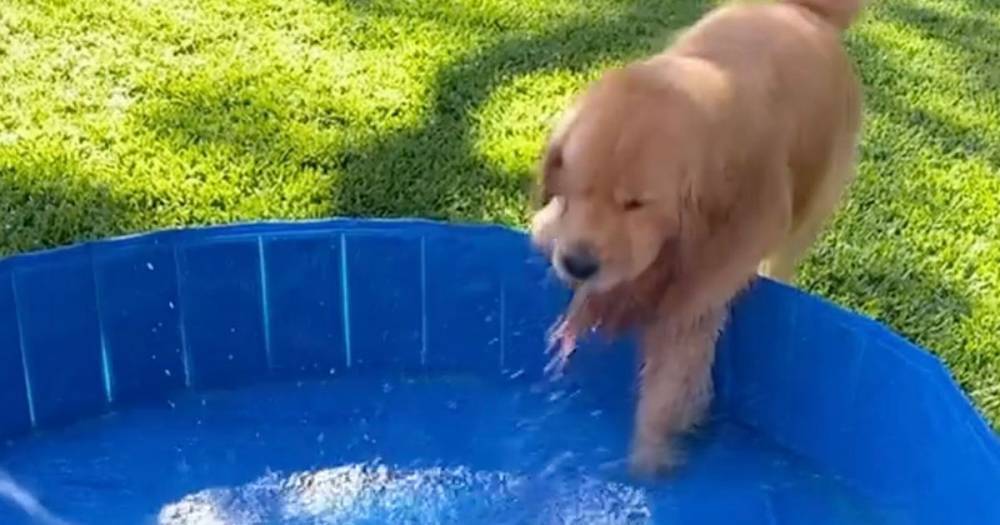 Golden retriever can't contain his excitement at paddling pool in hot weather - dailystar.co.uk - Usa - state Texas
