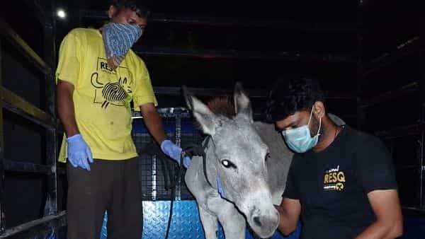 How animal rescue groups are surviving the lockdown - livemint.com - India