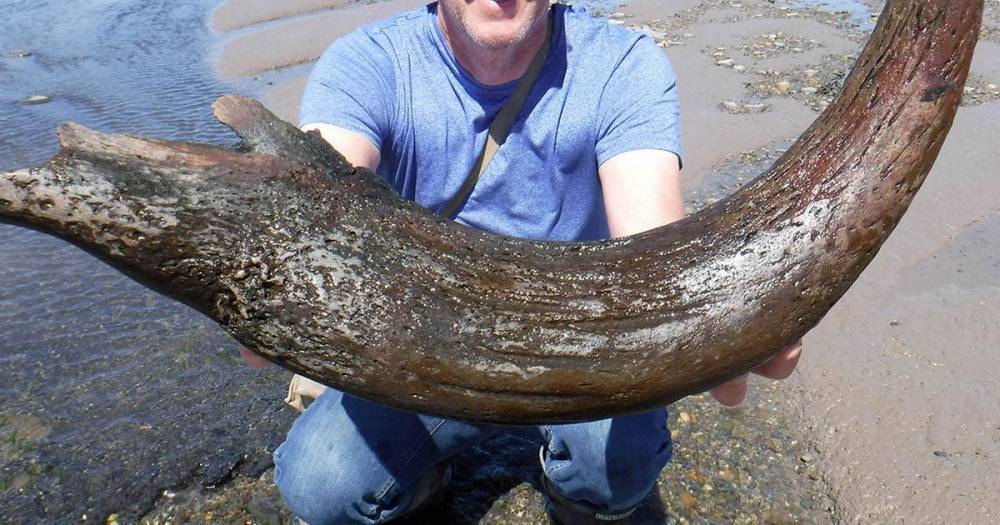 'Find of a century' as Welsh fishermen find massive horn of giant extinct ox in sandbank - dailystar.co.uk - Britain