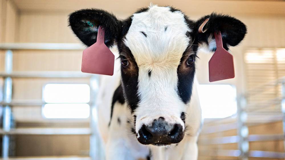 Amesh Adalja - This cow’s antibodies could be the newest weapon against COVID-19 - sciencemag.org - state South Dakota