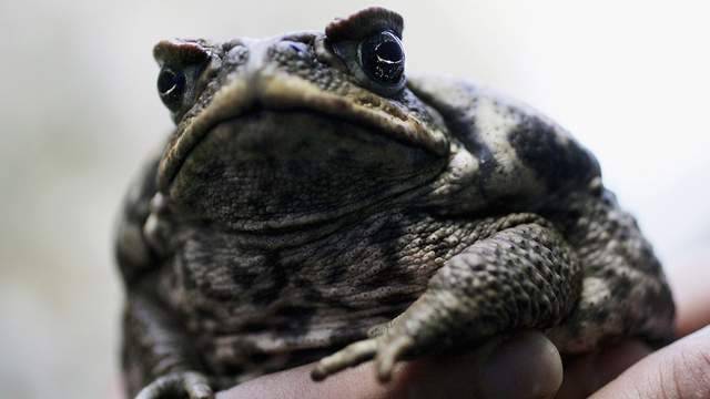 Dog-killing cane toads are back as rains draw them out - clickorlando.com - state Florida - county Miami