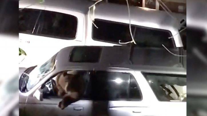 Video: Bear trapped inside SUV freed by deputies - fox29.com - state California - county Placer