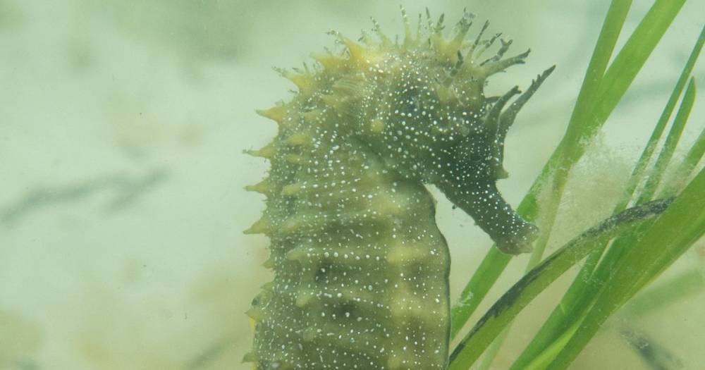 Endangered spiny seahorses reappear on British coast due to coronavirus lockdown - dailystar.co.uk - Britain