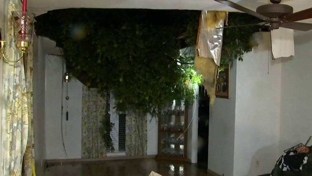 Tree crashes into woman’s house in Orange County - clickorlando.com - state Florida - county Orange - county Lake - county Davis