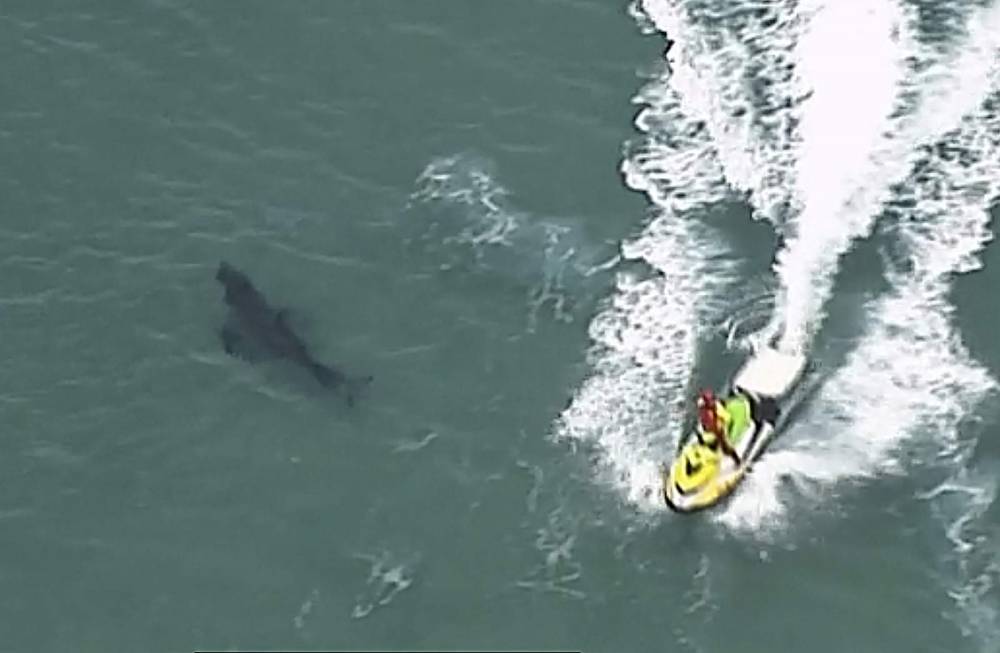 10-foot great white shark kills surfer in Australia - clickorlando.com - Australia