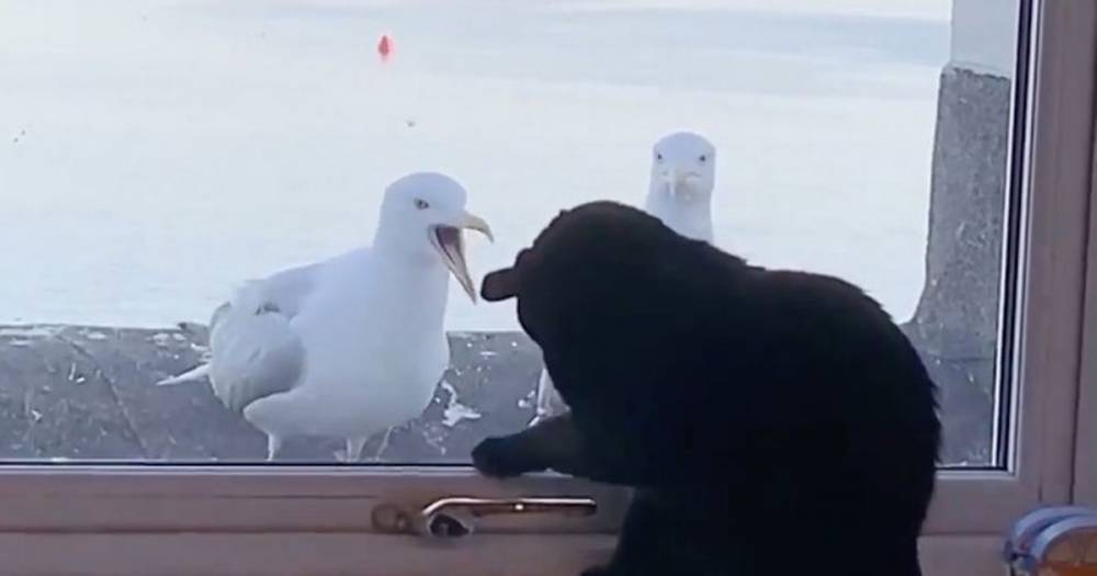 Cats and seagulls fight through windows as amused owners film during lockdown - dailystar.co.uk