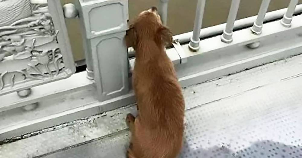 Loyal dog found waiting for owner who 'jumped off bridge in Wuhan' days after death - dailystar.co.uk - city Wuhan