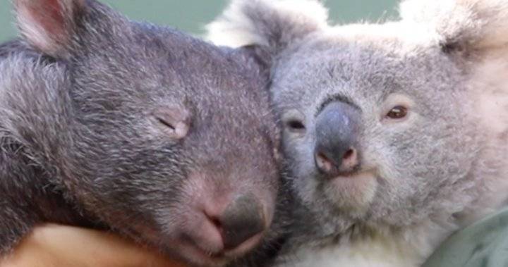 Koala, wombat become ‘iso-buddies’ during coronavirus lockdown - globalnews.ca - Australia - county Park