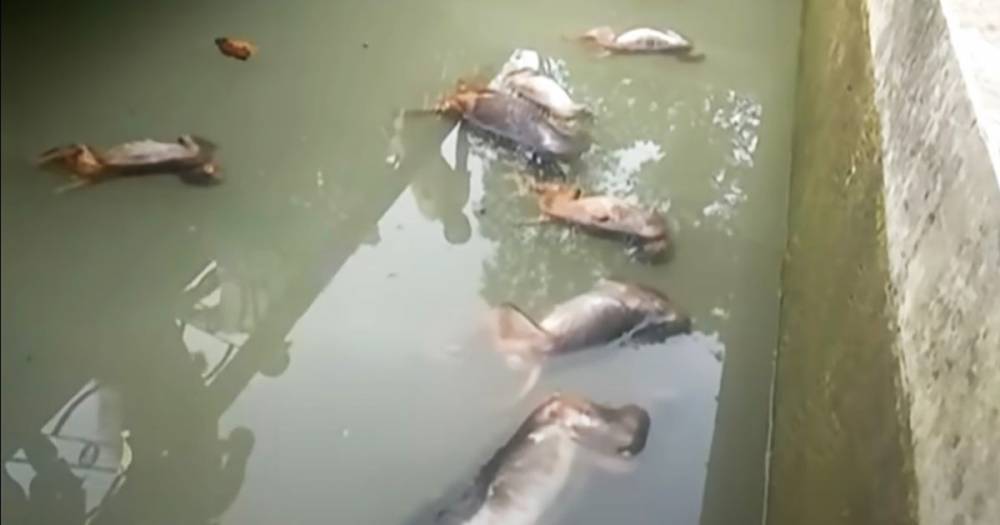 Grim photos show 13 dead monkeys floating in ‘deliberately poisoned’ drinking spot - dailystar.co.uk - India