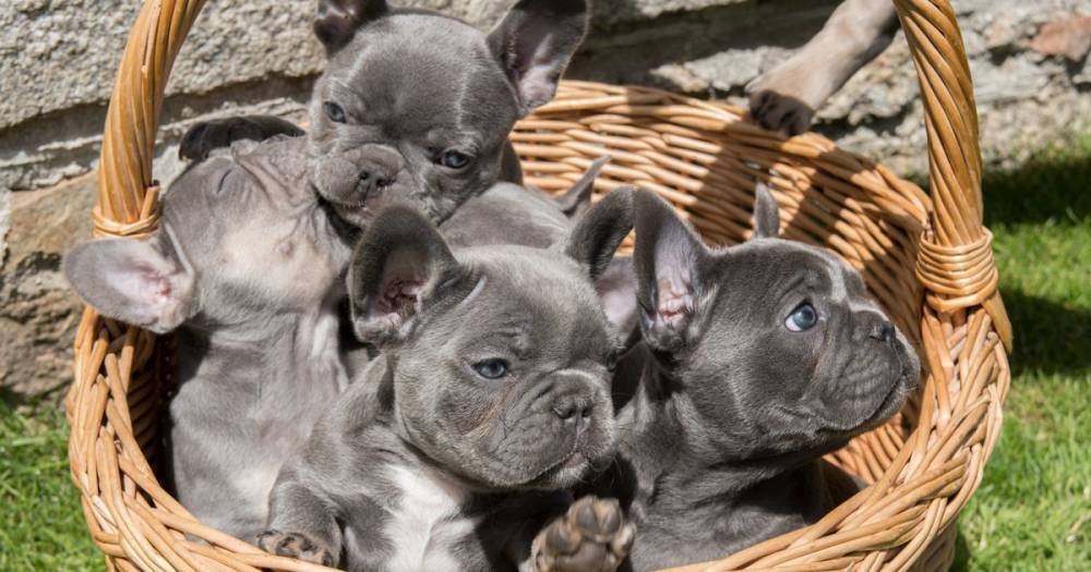 Bulldog breeder hits jackpot with adorable litter of puppies worth £16,000 - dailystar.co.uk