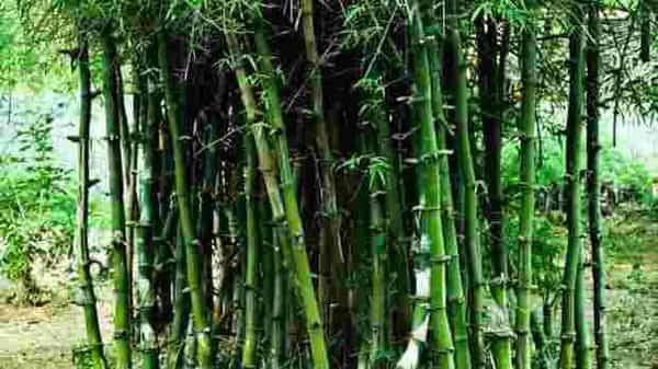 Customs duty on bamboo raised to encourage domestic bamboo use - livemint.com - city New Delhi