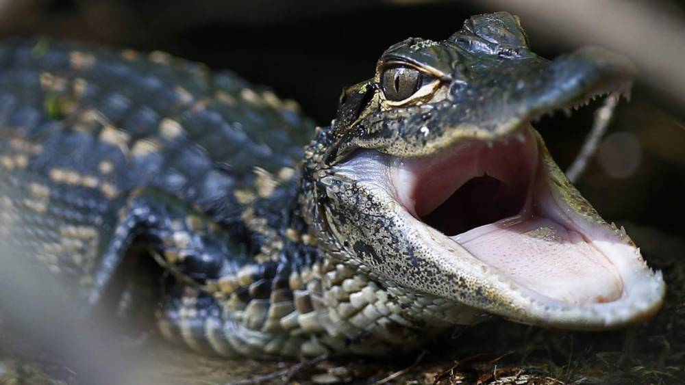 Watch this baby alligator do the cutest death roll you’ve ever seen - clickorlando.com - county Lake - state Louisiana - county Charles