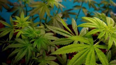 Study: THC in marijuana could help avert fatal COVID-19 complications - fox29.com - Italy - state South Carolina - county Frontier - city Rome, Italy