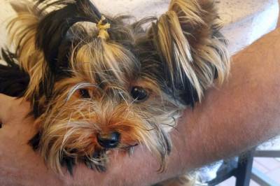 Yorkie's death at airport facility fuels legal fight - clickorlando.com - New York - city New York - state Ohio - Russia - city Dayton, state Ohio
