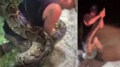Massive 18-foot python wraps around hunter during capture in Florida Everglades - fox29.com - state Florida - Burma