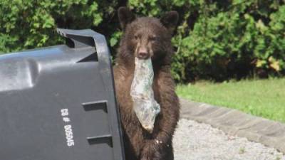 Linda Aylesworth - District of North Vancouver looking at tougher ‘bear aware’ fines - globalnews.ca