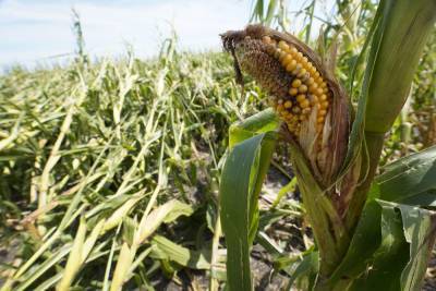 Report: Iowa’s derecho crop losses increase by more than 50% - clickorlando.com - state Iowa - Des Moines, state Iowa - city Des Moines