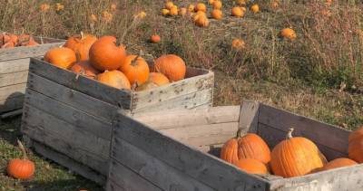 François Legault - Picking apples and pumpkins amid Quebec’s COVID-19 restrictions - globalnews.ca