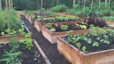 Study: Home gardening boom rooted in COVID-19 pandemic concerns - globalnews.ca