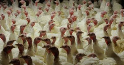 Boris Johnson - Farmers put Christmas Turkeys 'on strict diet' thanks to coronavirus rules - mirror.co.uk - Britain - Turkey - city Birmingham - county Stafford