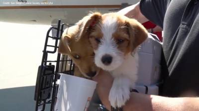 Dogs in need of homes flown to California to escape Hurricane Delta - fox29.com - state California - state Louisiana - county San Diego - county Delta