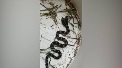 Woman finds 2-headed snake in her house - fox29.com - state Florida