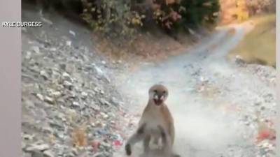 Video of mountain lion stalking hiker for 6 minutes goes viral - clickorlando.com - city Sanford