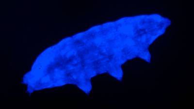 New species of water bear uses fluorescent ‘shield’ to survive lethal UV radiation - sciencemag.org - India