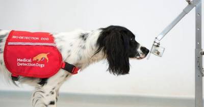 James Logan - Dogs being trained to detect if people have coronavirus - they could sniff out 250 people an hour - manchestereveningnews.co.uk - city Manchester