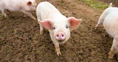 New coronavirus strain in pigs 'has potential to spread to humans', scientists warn - mirror.co.uk - state North Carolina - county Hill