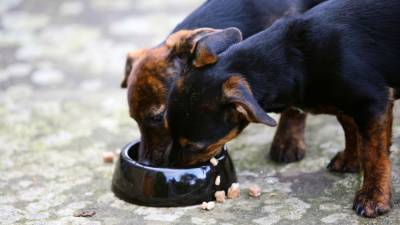 Dog food recall over high levels of mold byproduct expands, FDA says - fox29.com - Japan - Washington - Colombia