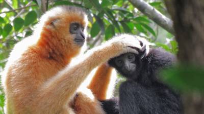This primate is on the brink of extinction. Humanmade bridges could save it - sciencemag.org - China - province Hainan