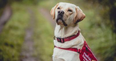 Gorgeous Scots golden labrador joins crack canine team tasked with sniffing out people with Covid-19 - dailyrecord.co.uk - Scotland