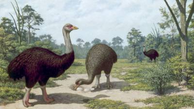 Double whammy doomed Madagascar’s giant birds and mammals - sciencemag.org - India - Madagascar